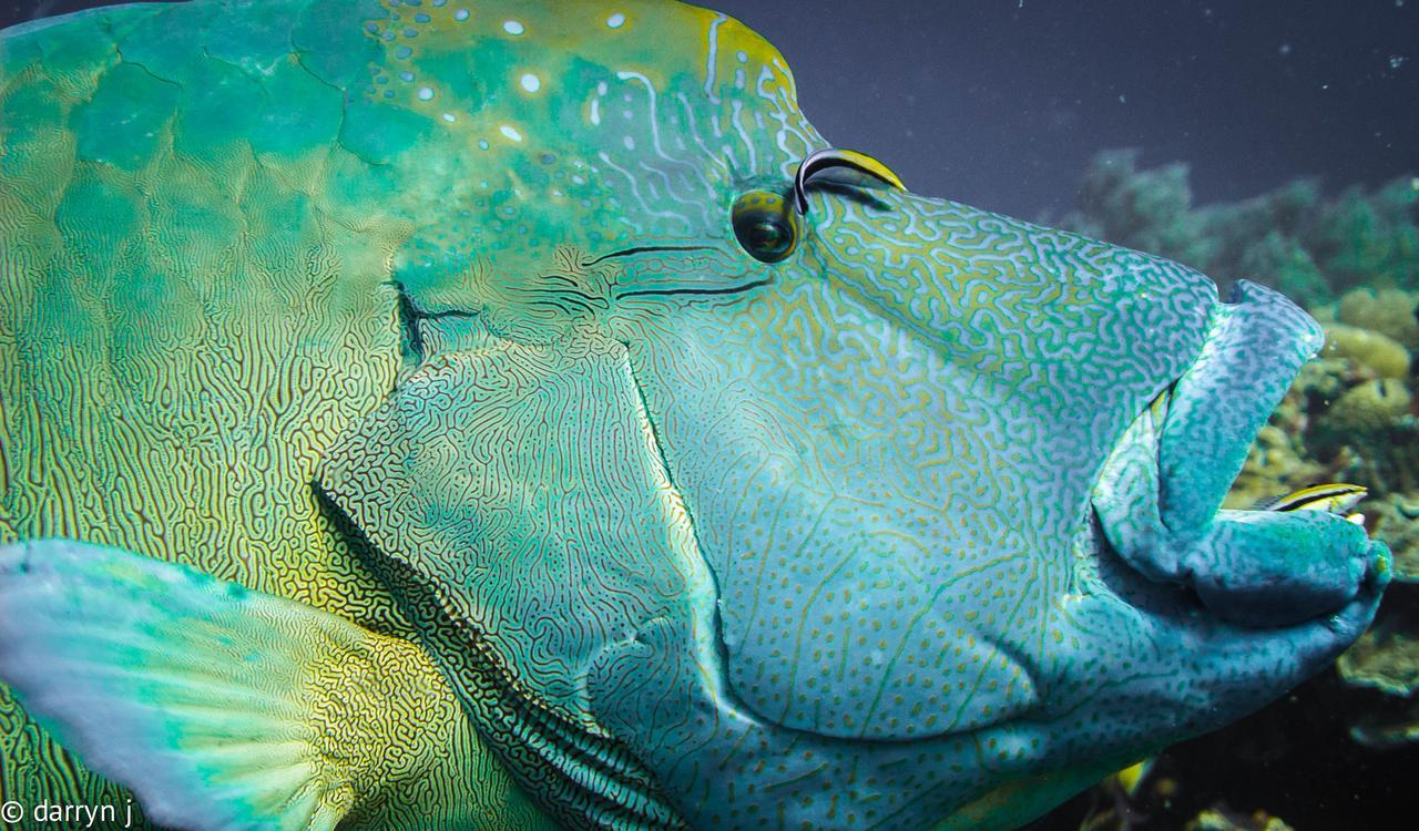 Blue Marlin Dive Komodo Labuan Bajo Eksteriør bilde