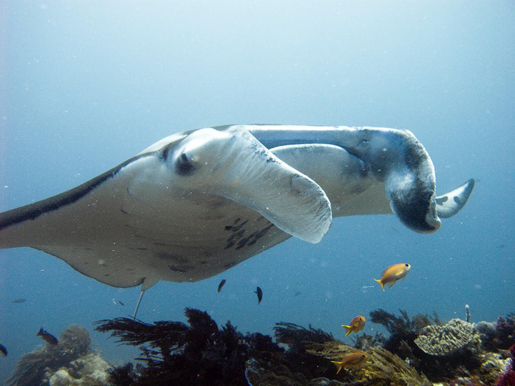 Blue Marlin Dive Komodo Labuan Bajo Eksteriør bilde