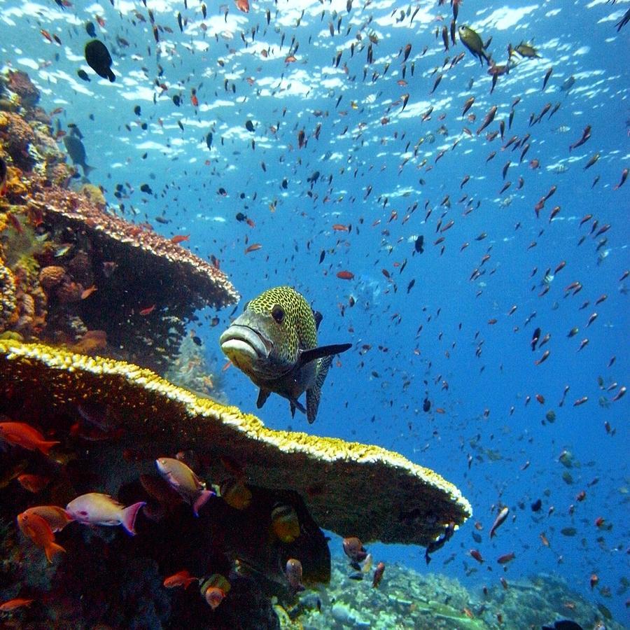 Blue Marlin Dive Komodo Labuan Bajo Eksteriør bilde